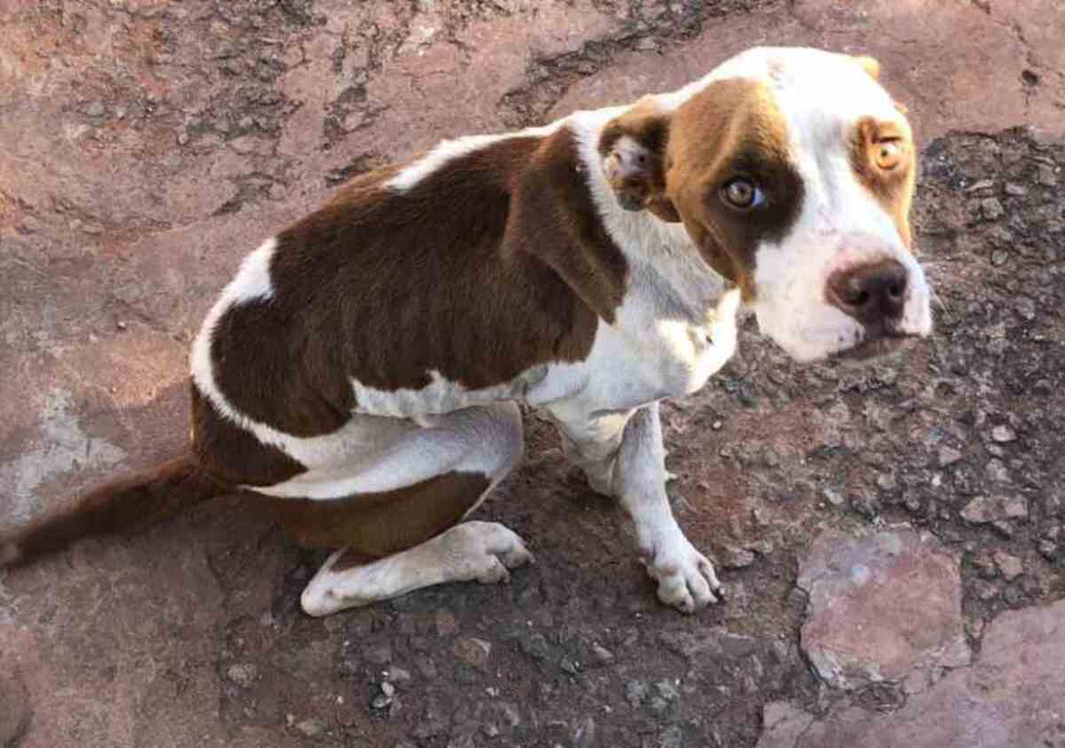 Cães e gatos resgatados